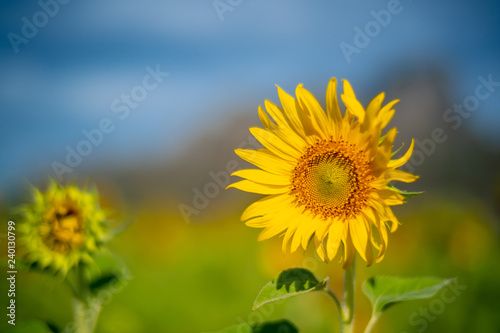 Sunflower in garden  closeup group of blooming sunflower with blurred background  sunflower blooming in summer in Thailand  their seed will be change to Sunflower seed germination