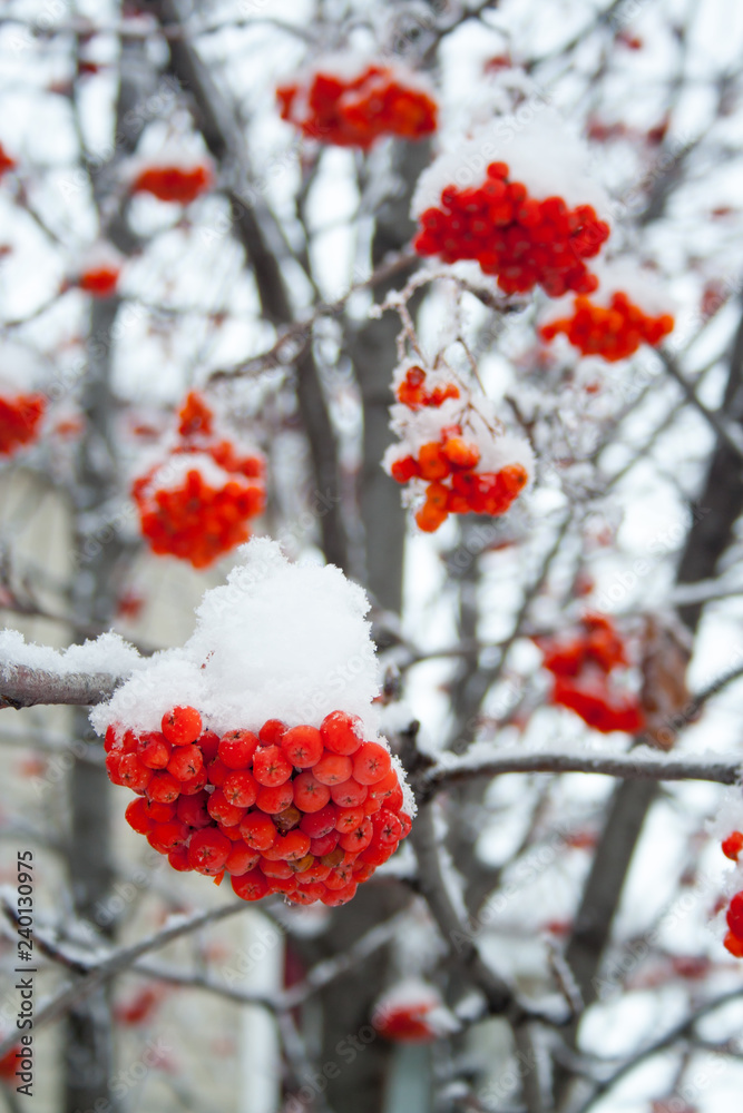 Rowan covered by snow