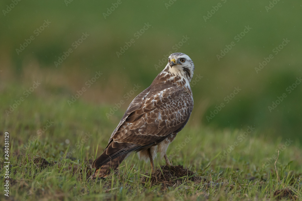 Buzzard in nature Buzzard in nature