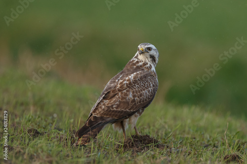 Buzzard in nature 