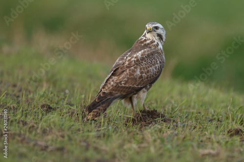 Buzzard in nature 