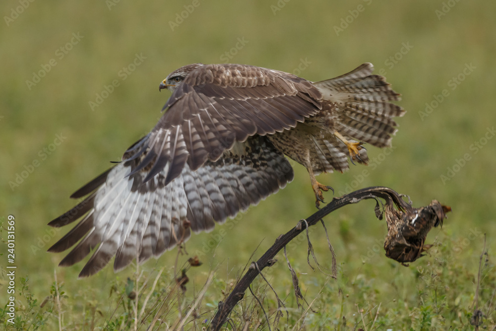 Fototapeta premium Buzzard in nature 