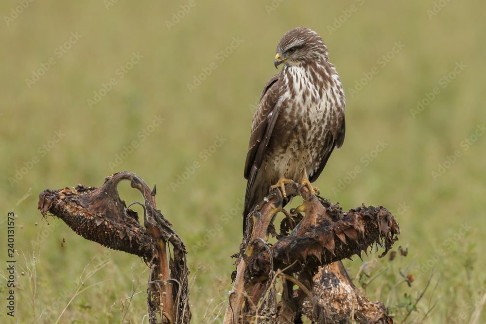 Fototapeta premium Buzzard in nature 