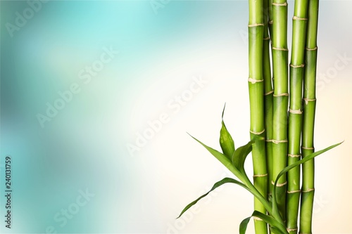 Fototapeta Naklejka Na Ścianę i Meble -  Many bamboo stalks on white background