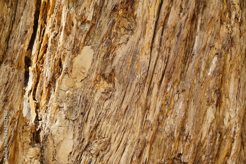 dry tree bark texture background