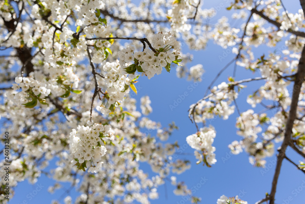 The branches of a blossoming tree. Cherry tree in white flowers. Blurring background. The branches of a blossoming tree. Cherry tree in white flowers. Blurring background.