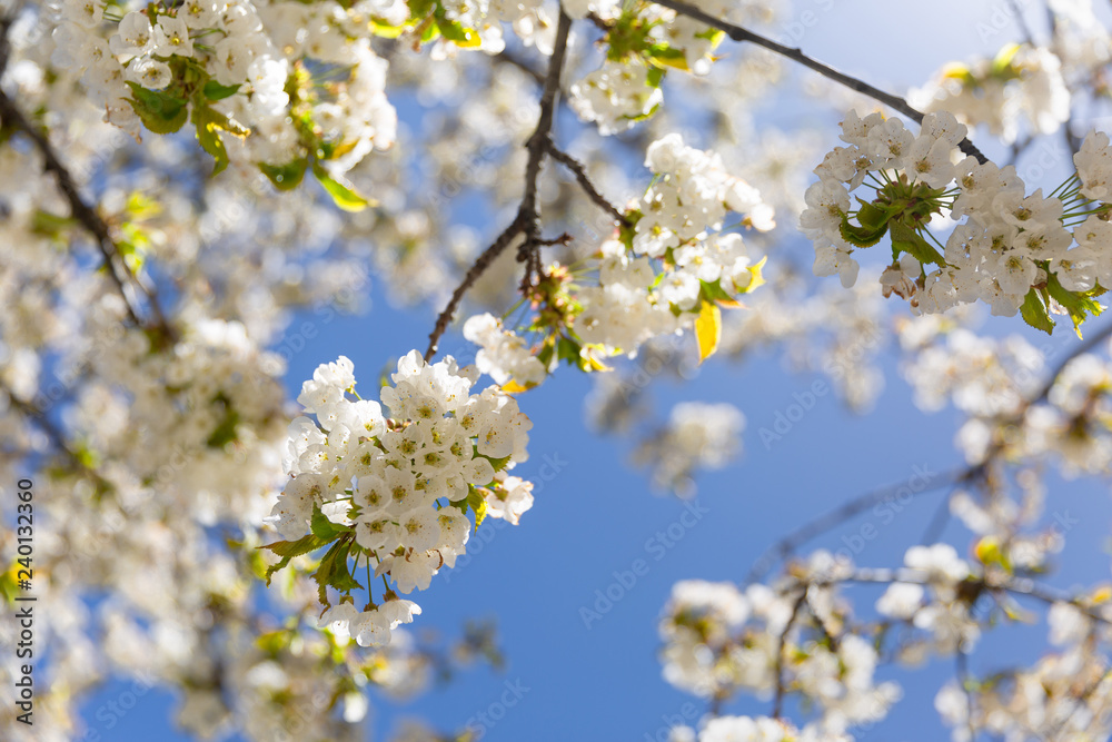 The branches of a blossoming tree. Cherry tree in white flowers. Blurring background. The branches of a blossoming tree. Cherry tree in white flowers. Blurring background.