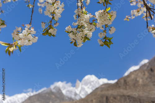 Cherry blossom at Lady finger and Hunza peak with snow capped. Hunza valley, Gilgit-Baltistan, Pakistan. photo