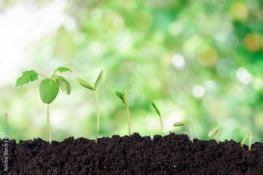 Growth of new life on background Growth of new life on background