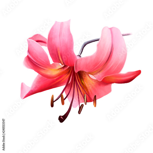 Fototapeta Naklejka Na Ścianę i Meble -  Beautiful red Lily on a thin leg looking down on a white background. Amazing elegant artistic image of nature in spring