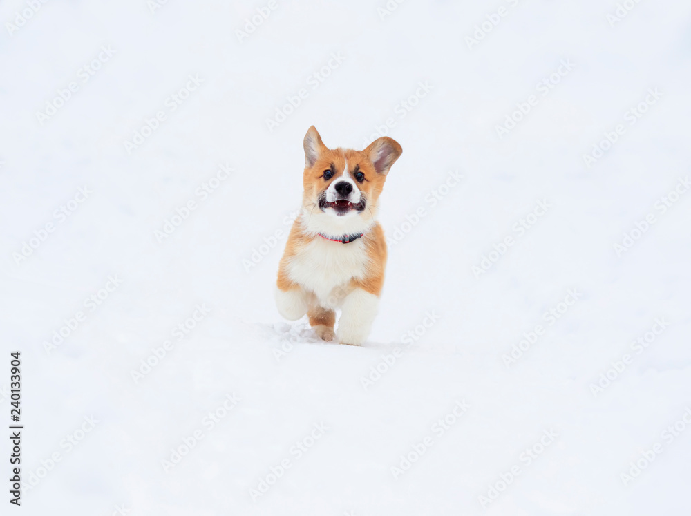 little chubby puppy dog red Corgi fun running on the white snow in the winter garden on the walk