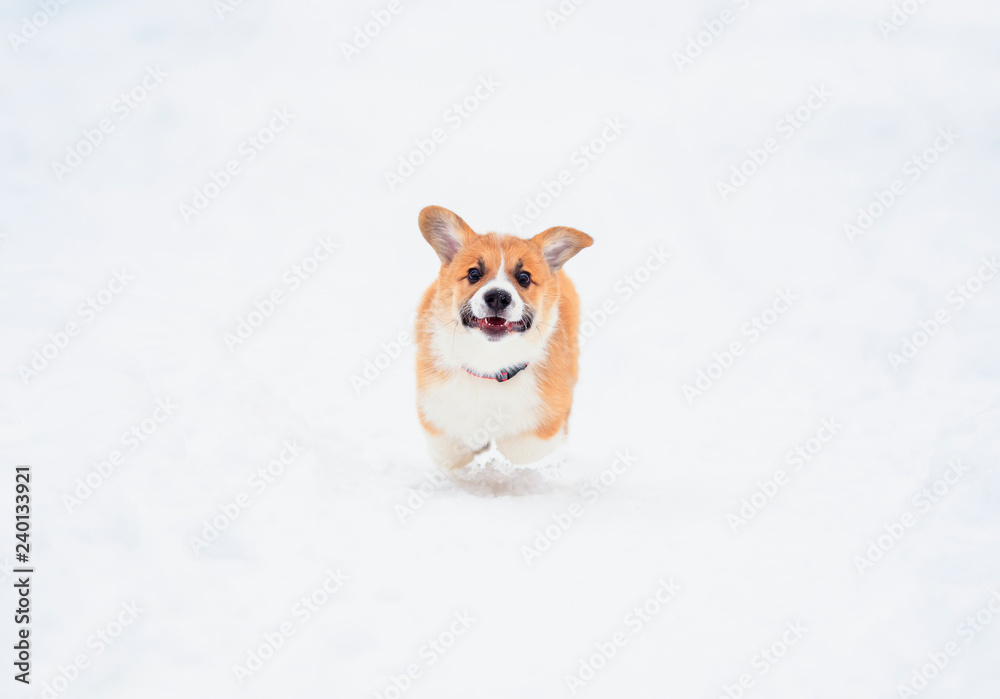 cute little chubby puppy dog red Corgi fun running on the white snow in the winter garden on the walk cute little chubby puppy dog red Corgi fun running on the white snow in the winter garden on the walk