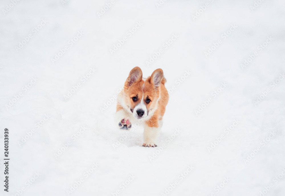 cute little chubby puppy dog red Corgi fun running on the white snow in the winter garden on the walk cute little chubby puppy dog red Corgi fun running on the white snow in the winter garden on the walk