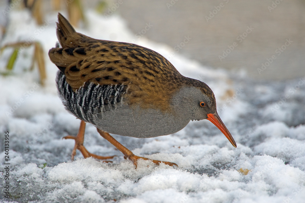 Bird in the snow Bird in the snow