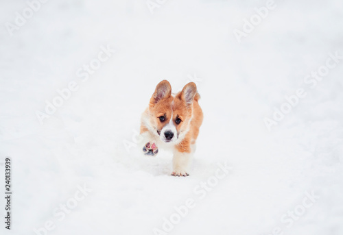 cute little chubby puppy dog red Corgi fun running on the white snow in the winter garden on the walk © nataba