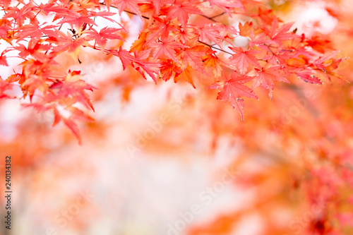 Maple tunnel in autumn of Kawaguchiko, Japan