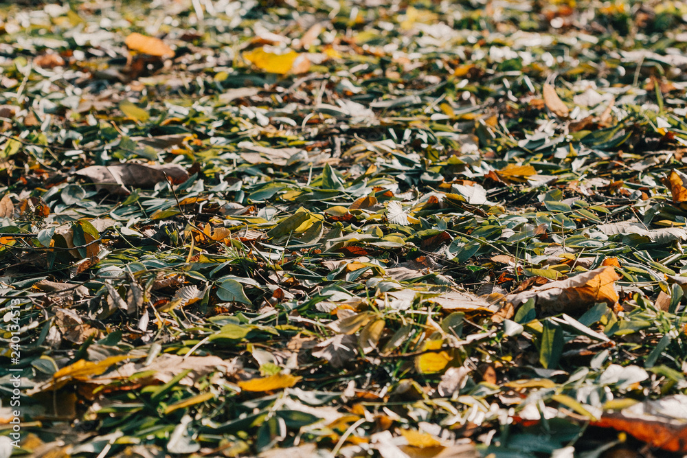 Colorful autumn leaves