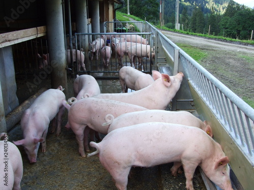 A small farm of pigs in the valley of Weisstannental - Canton of St. Gallen, Switzerland photo