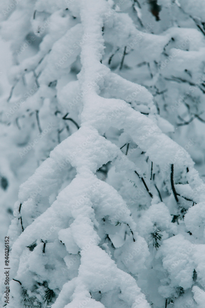 magical snow covered trees. beautiful winter landscape magical snow covered trees. beautiful winter landscape