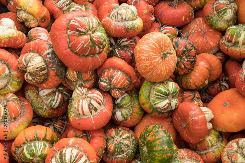 pumpkins at the market at the Montreal market pumpkins at the market at the Montreal market