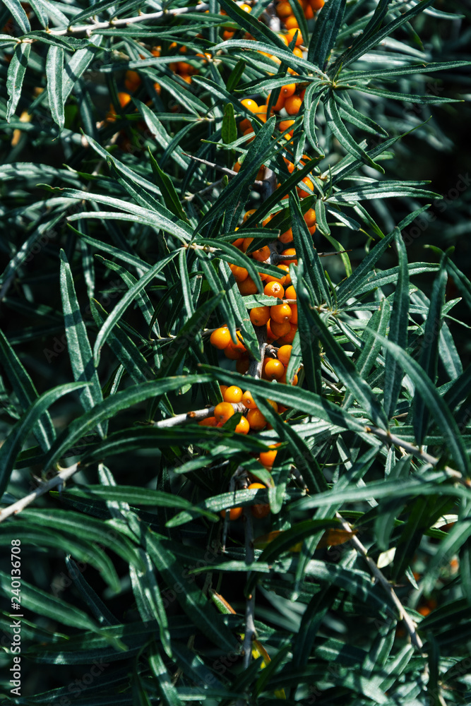 Sea buckthorn on summer time green and natural Sea buckthorn on summer time green and natural