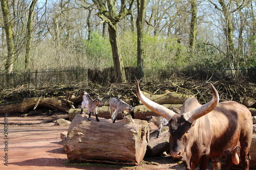 Watussirind, Zoo photo