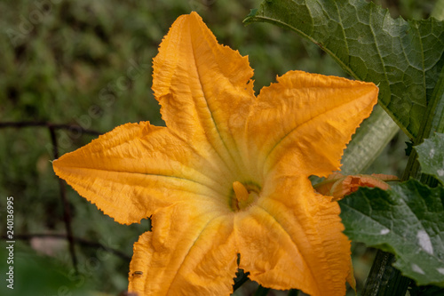 A big open yellow zucchini bloom against the green leaves makes a colorful portrait. Bokeh effect.