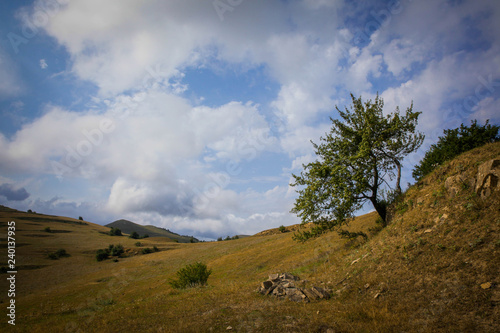 tree on the hill