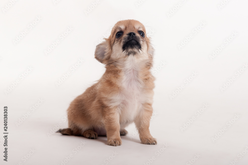 studio portrait Chihuahua puppy studio portrait Chihuahua puppy