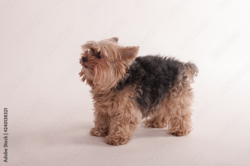 Studio portrait of yorkshire terrier Studio portrait of yorkshire terrier