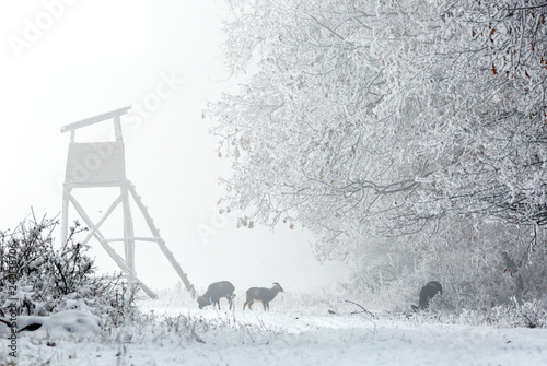 winter in forest