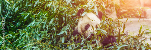 Giant panda Ailuropoda melanoleuca eating bamboo. Wildlife animal BANNER, LONG FORMAT photo