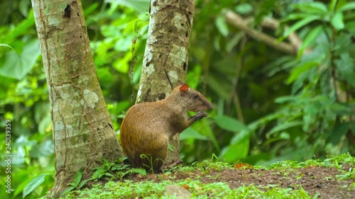 Small rodent agouti eats in the wild rainforest of Panama photo
