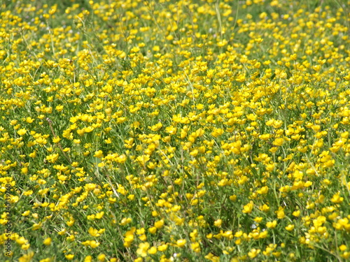 Fleurs jaunes en prairie