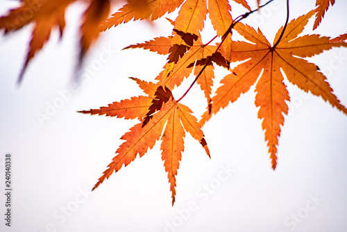 Maple tunnel in autumn of Kawaguchiko, Japan