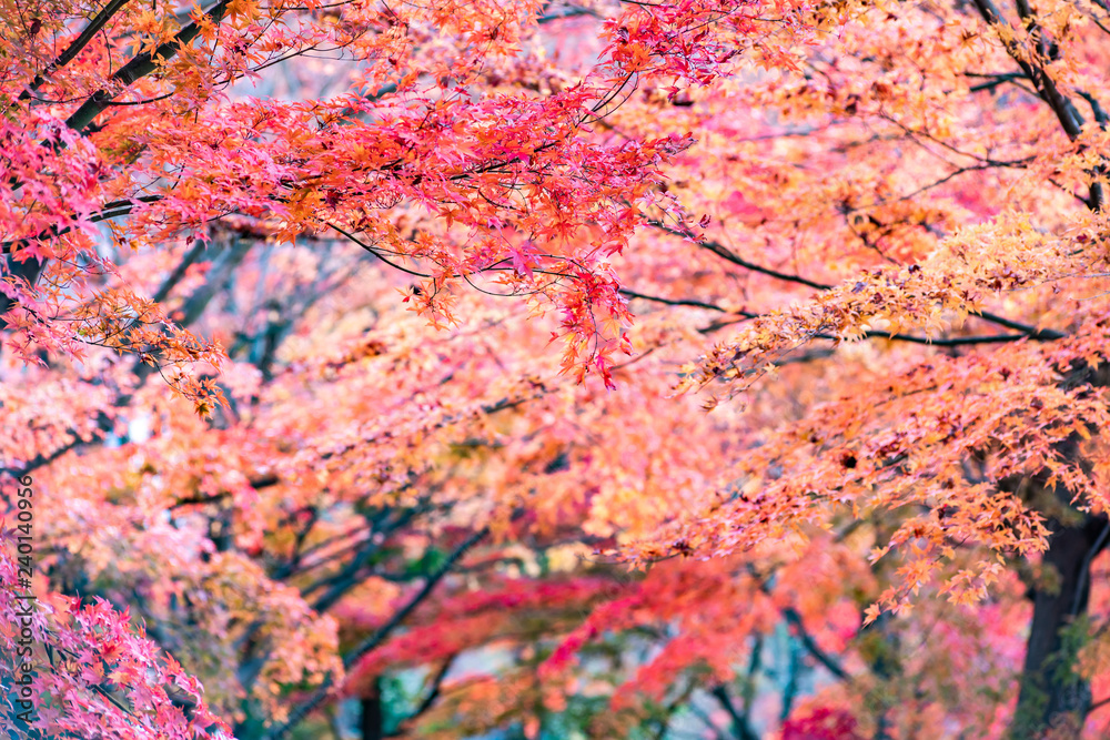 Maple tunnel in autumn of Kawaguchiko, Japan