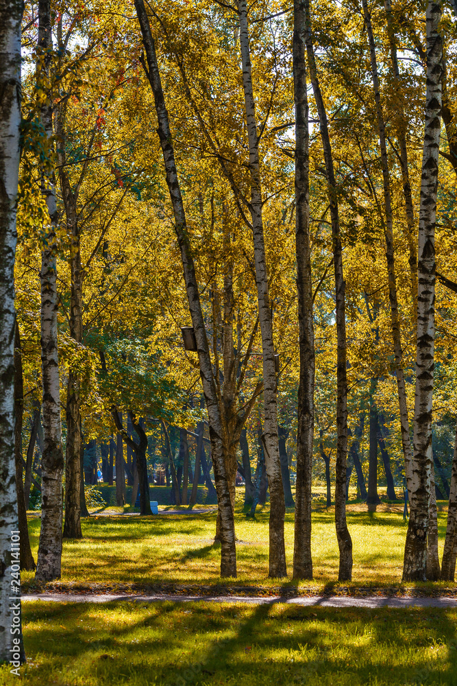 Fototapeta premium Park w Sankt Petersburgu w Rosji.