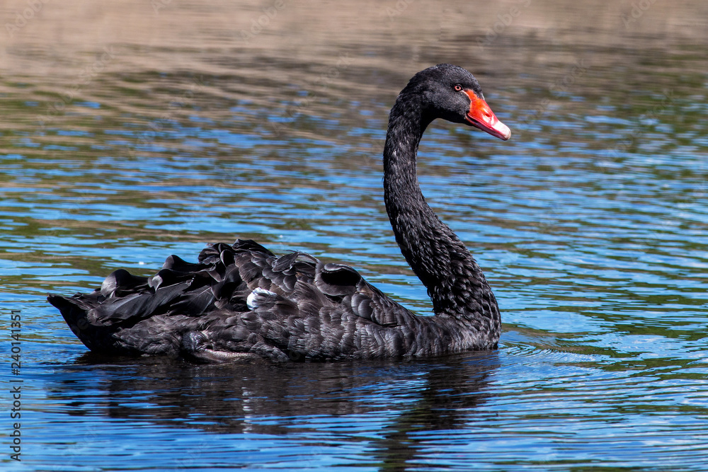 Obraz premium Black Swan (Cygnus atratus)