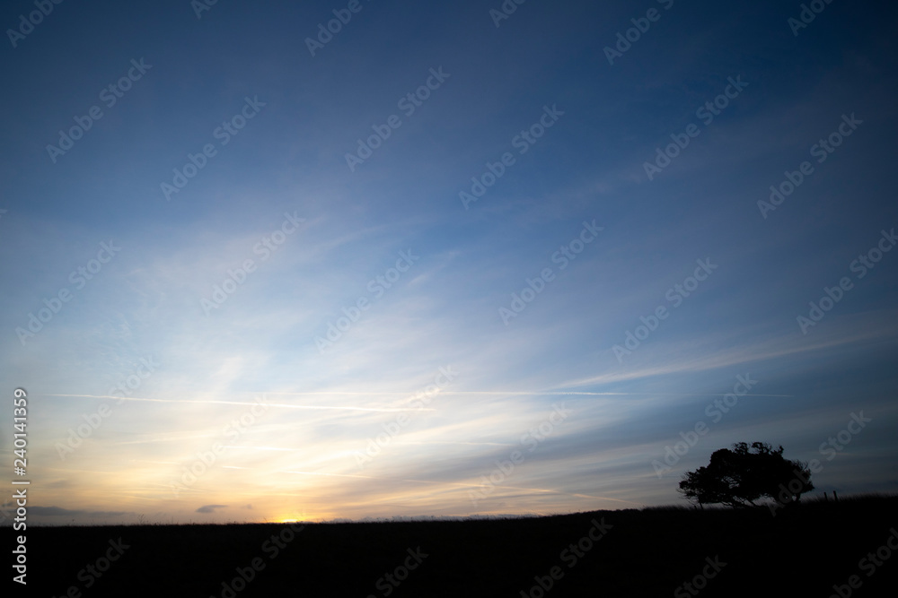 Silhouetted windswept stunted tree on farm grassland field in rural Hampshire at dawn