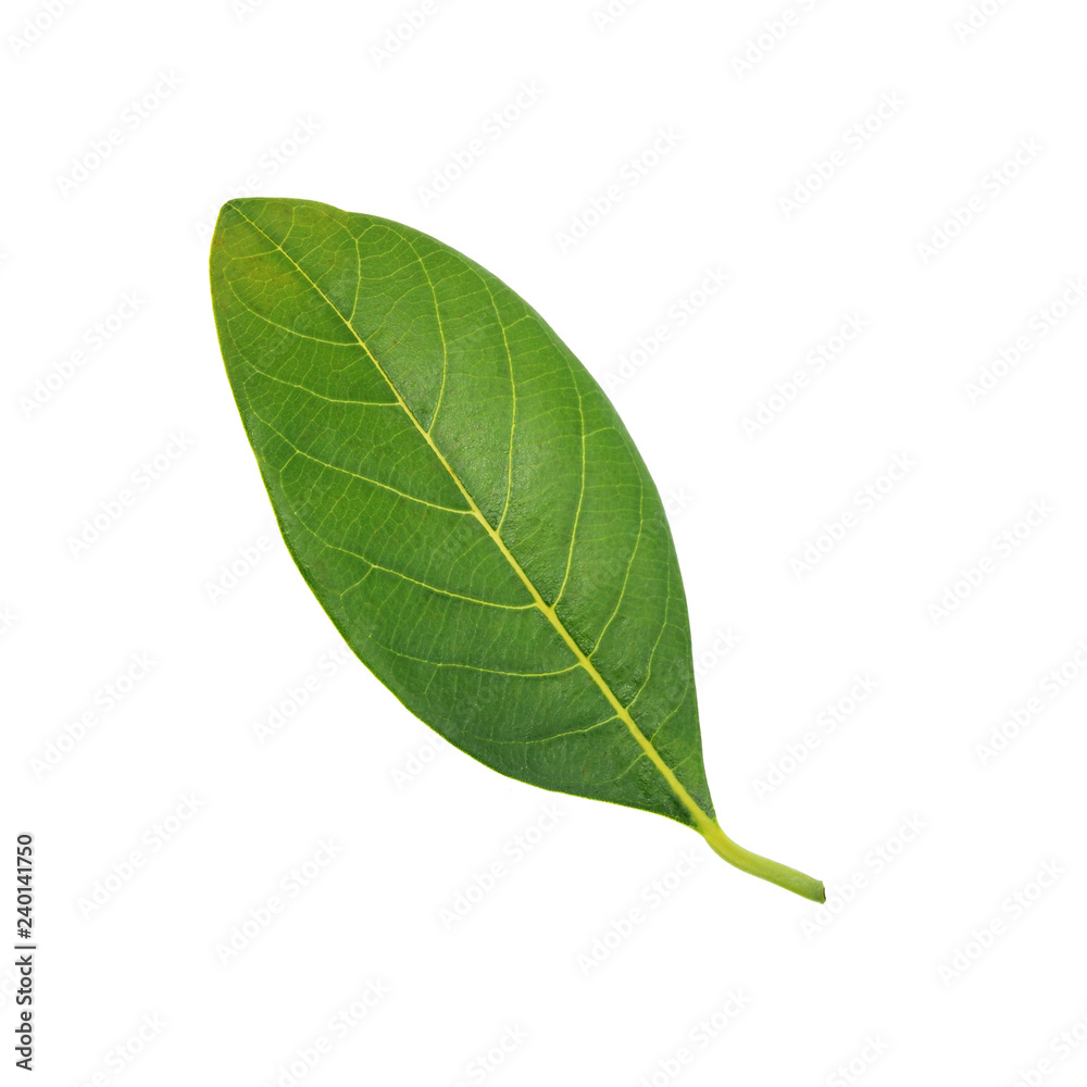 Obraz premium jackfruit leaf isolated on white background