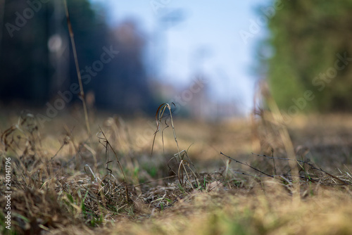 close up tree branches in autumn and nature details abstract © Martins Vanags