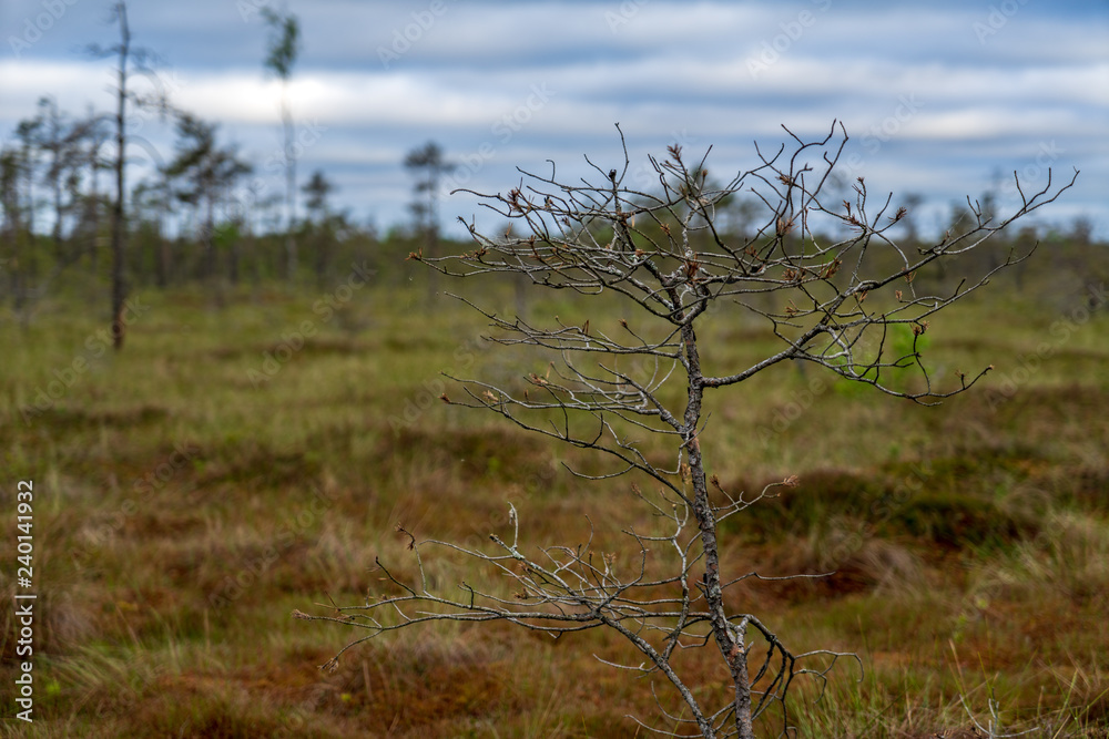 lonely naked trees in swamp area in autumn lonely naked trees in swamp area in autumn