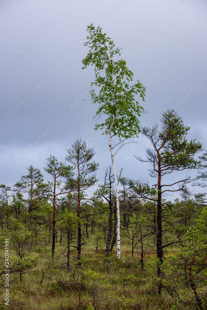 Fototapeta premium lonely naked trees in swamp area in autumn