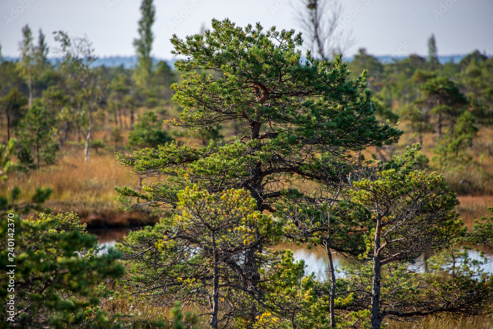 Fototapeta premium lonely naked trees in swamp area in autumn