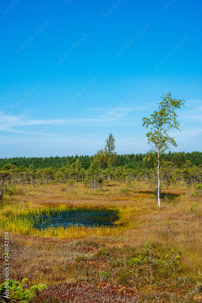 Obraz premium lonely naked trees in swamp area in autumn