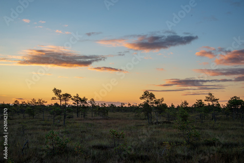 sunset in swamp area with empty sky