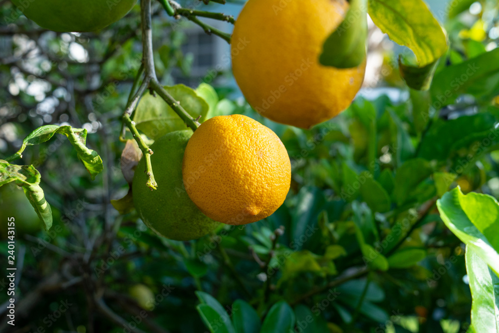 Citrus Fruit Tree