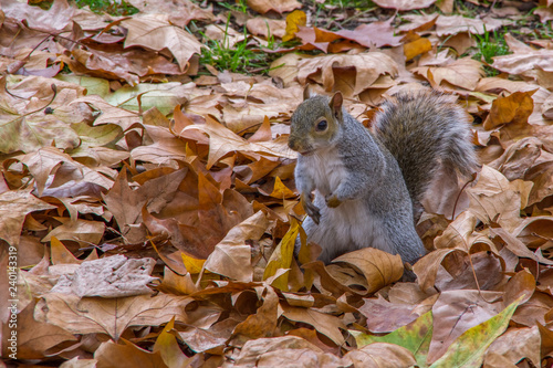 Close up front view squirrel standing and watching on a green meadow covered with dry leaves. London, England. photo