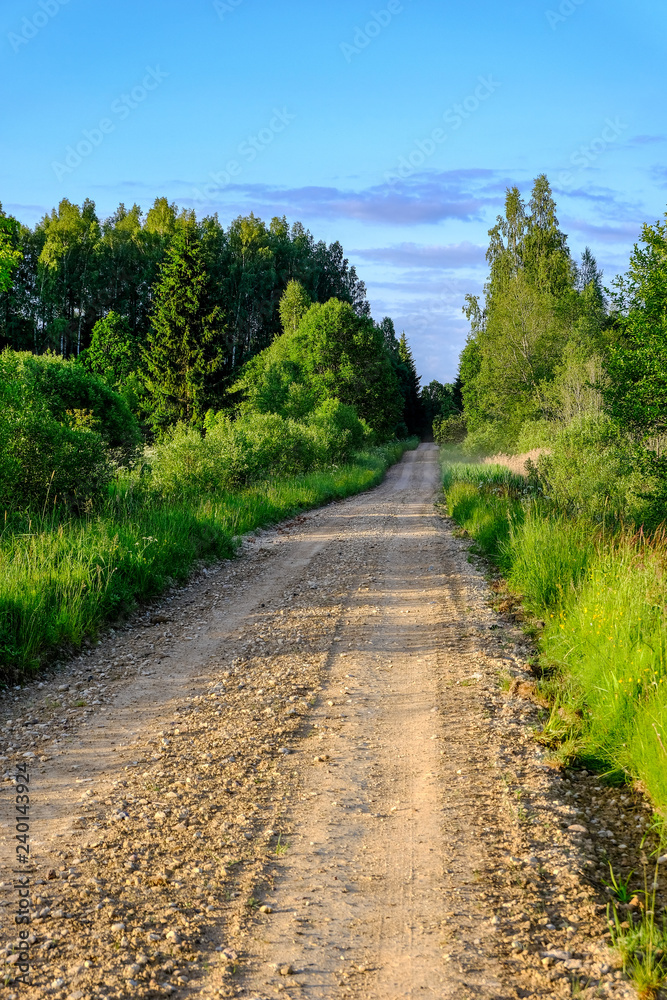 countryside road in summer with large trees on both sides countryside road in summer with large trees on both sides