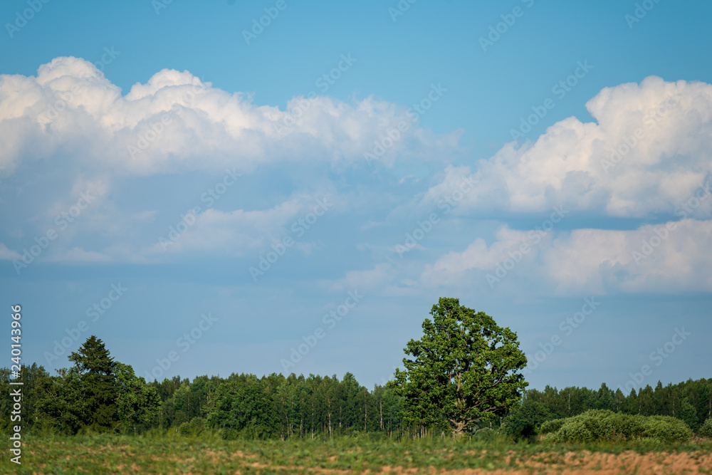 Obraz premium empty countryside landscape in autumn with fields and meadows and rare trees in background